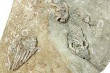 Fossil Crinoid Plate (Four Species) - Crawfordsville, Indiana #243931-3